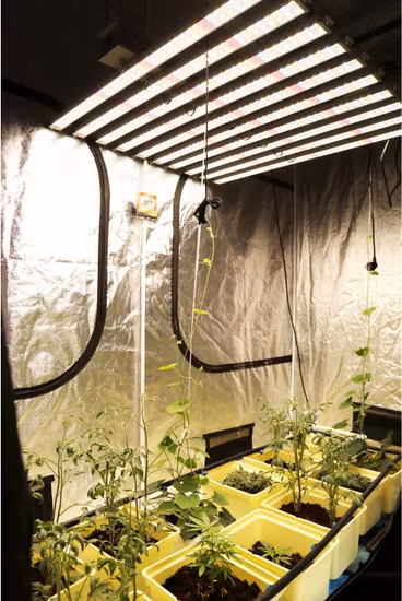 Quantum Board 300 W/400 W/600 W/700 W/800 W/900 W/1000 W/1200 W LED-Wachstumslicht, volles Spektrum für Zimmerpflanzen